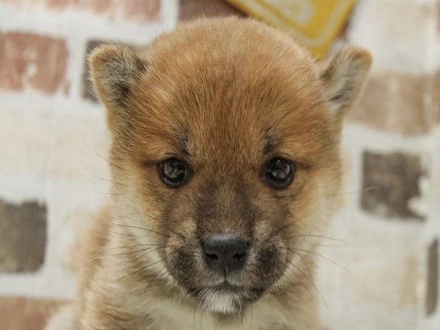 静岡県の柴犬(標準サイズ) (ペッツワン伊東店/2024年10月12日生まれ/女の子/赤)の子犬